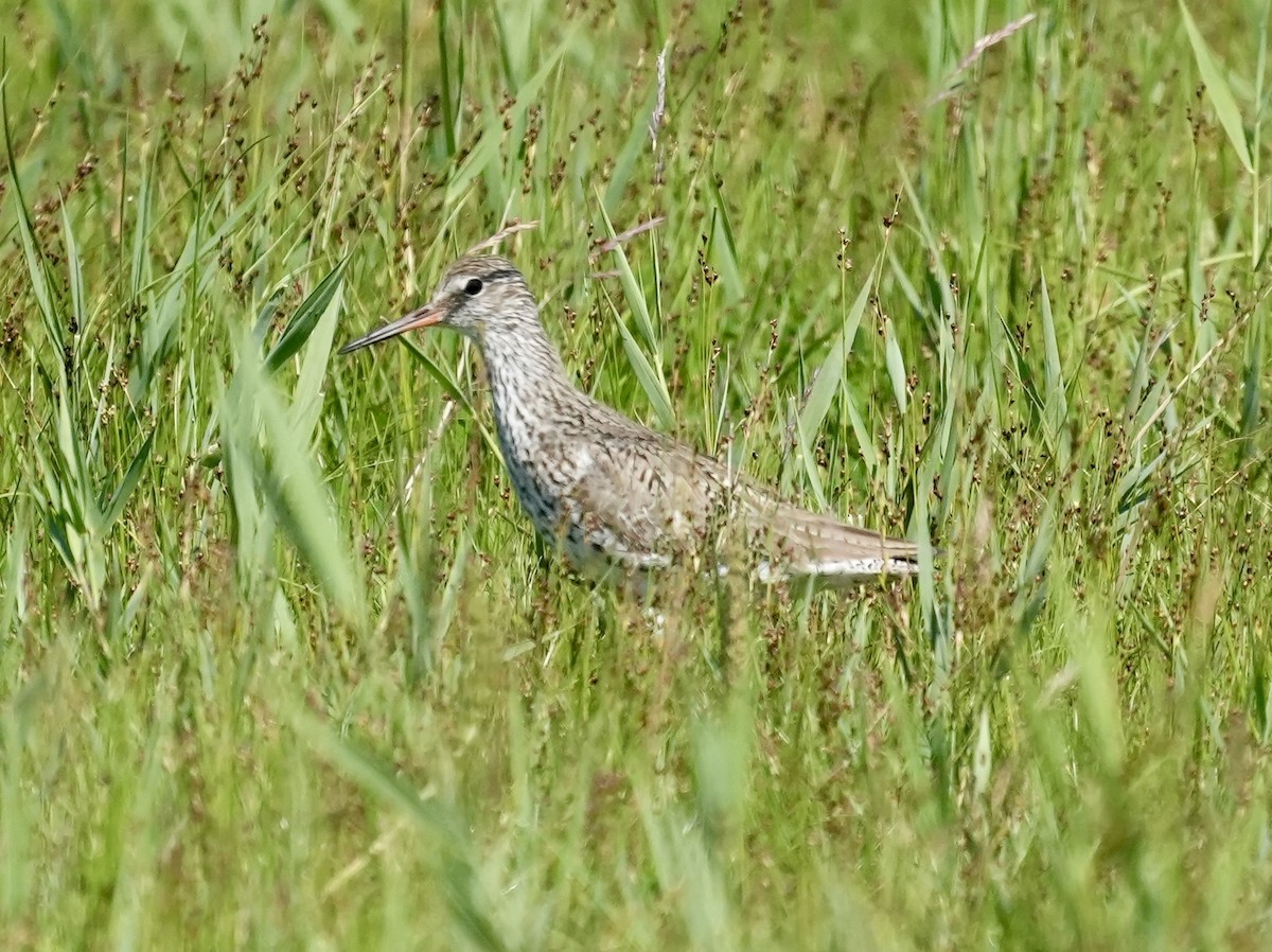 Common Redshank - ML620602507