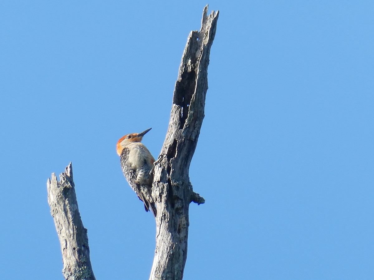 Red-bellied Woodpecker - ML620602509