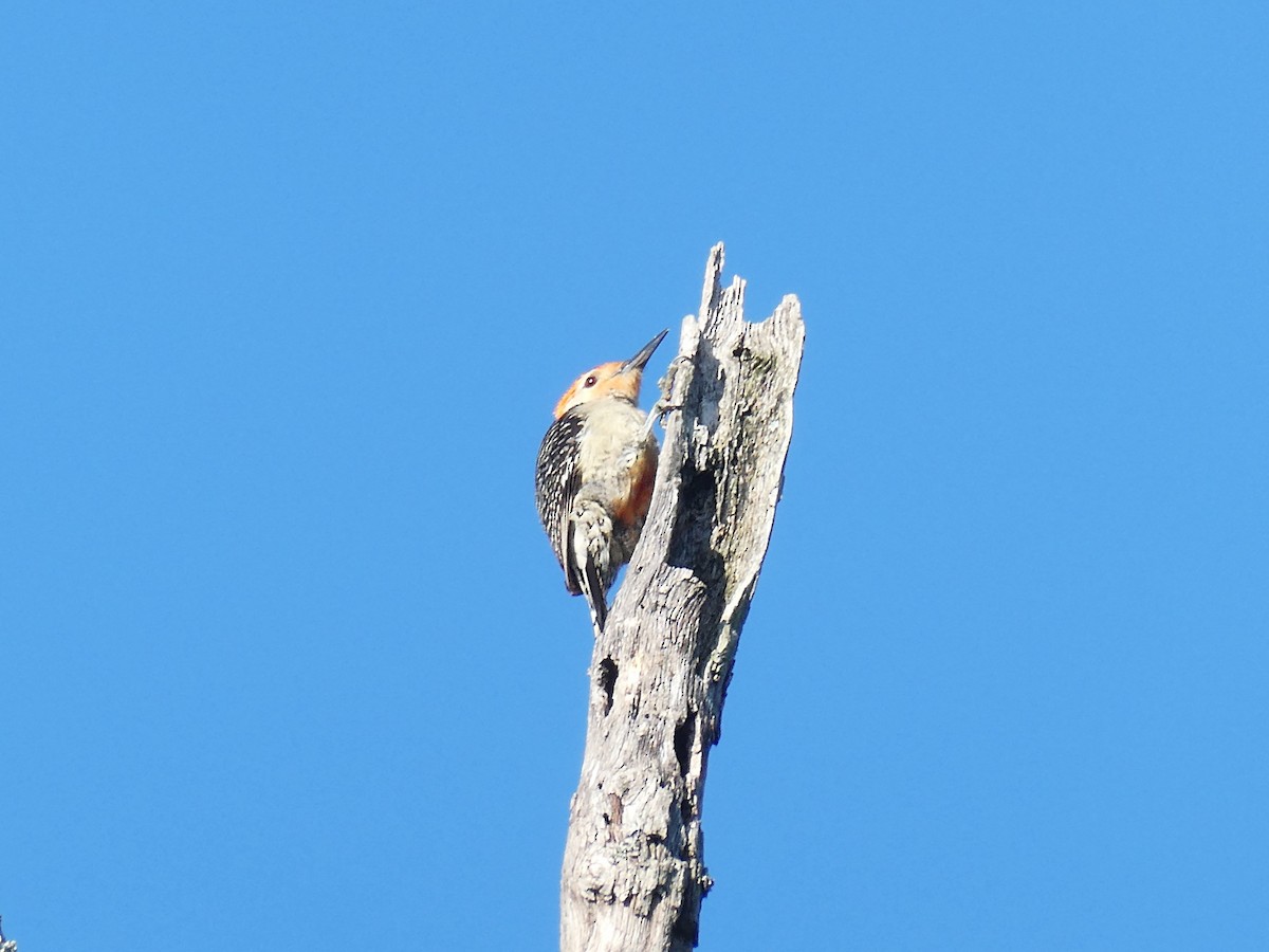 Red-bellied Woodpecker - ML620602510