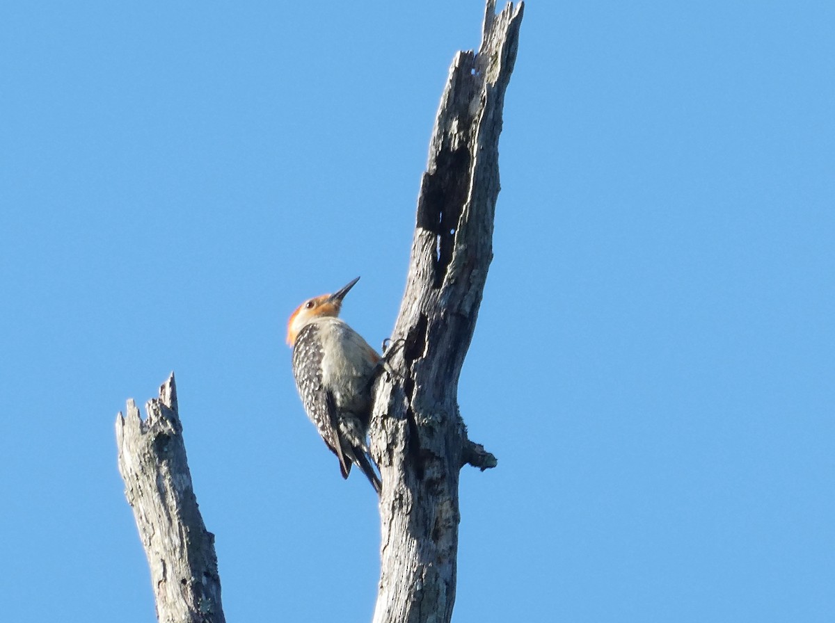 Red-bellied Woodpecker - ML620602511