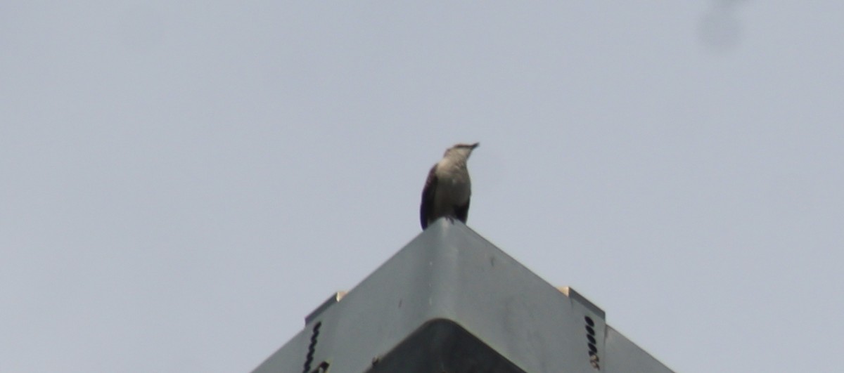 Northern Mockingbird - ML620602512