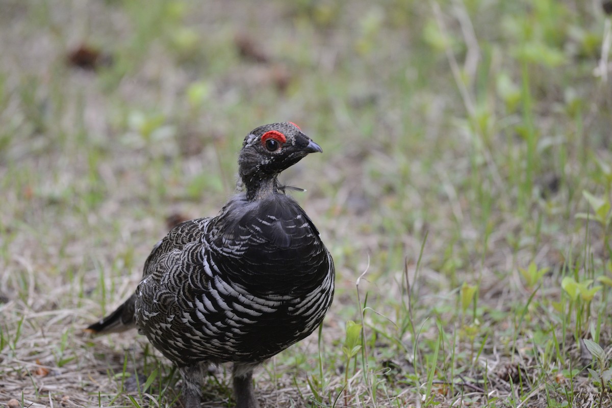 Spruce Grouse (Spruce) - ML620602514