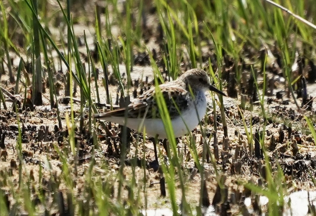 Little Stint - ML620602516