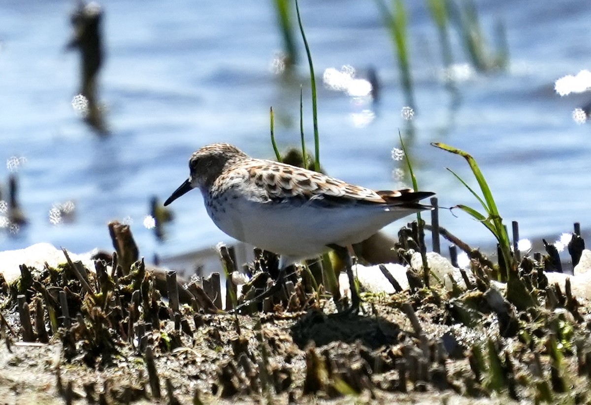 Little Stint - ML620602517