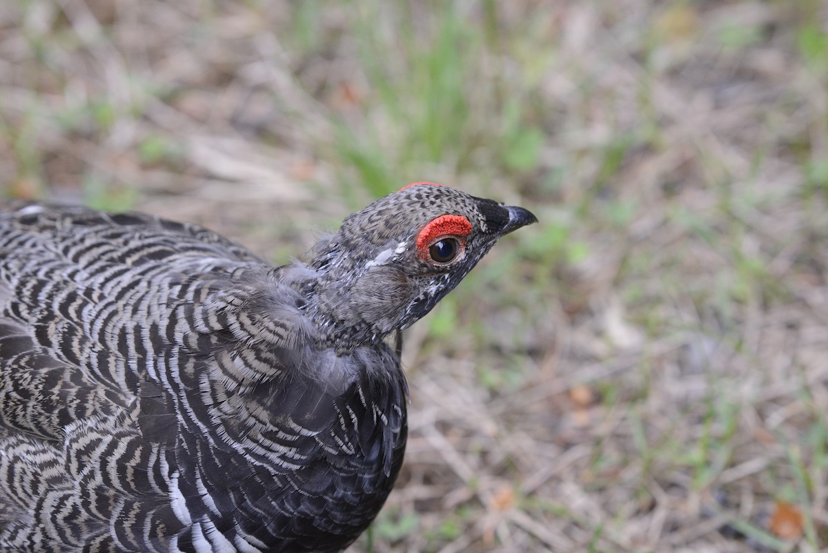 tetřívek kanadský [skupina canadensis] - ML620602520