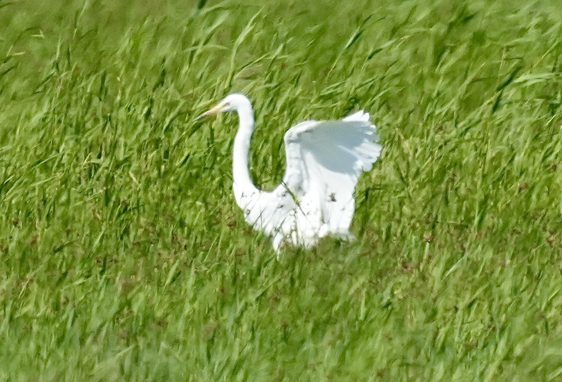 Great Egret - ML620602522