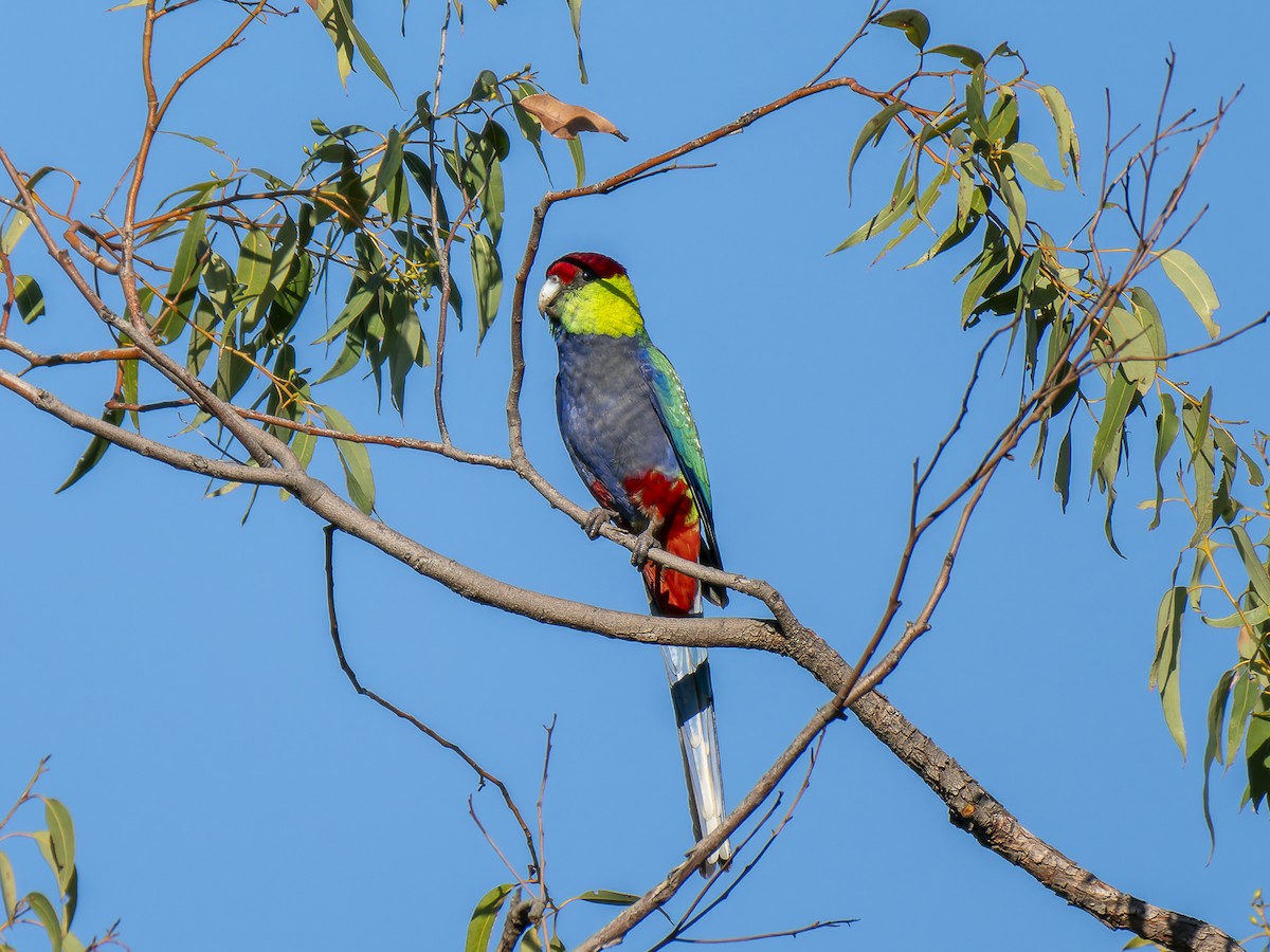 Red-capped Parrot - ML620602526