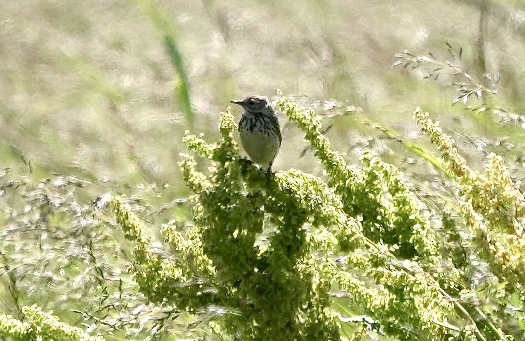 Eurasian Skylark - ML620602530