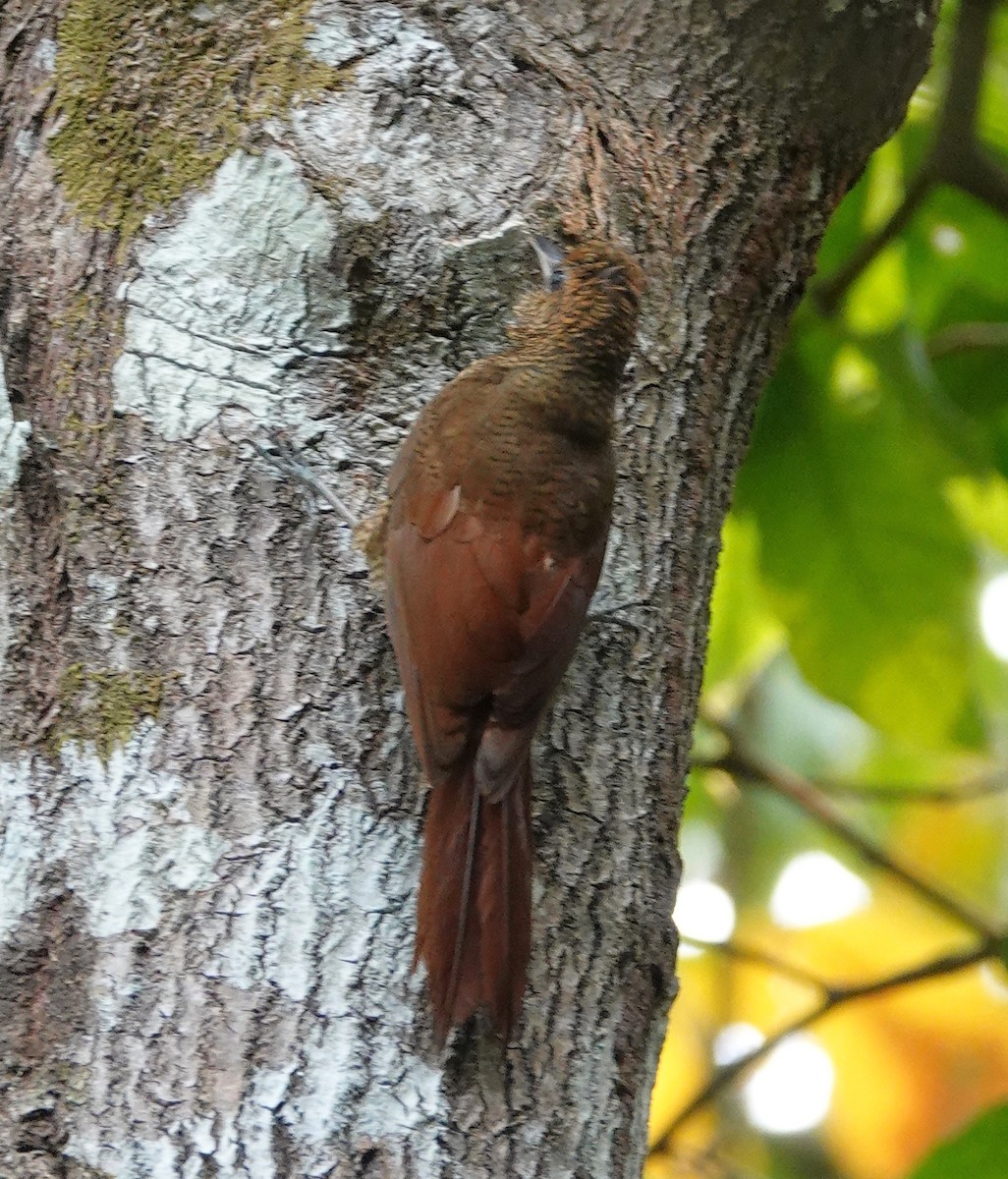 Northern Barred-Woodcreeper - ML620602531