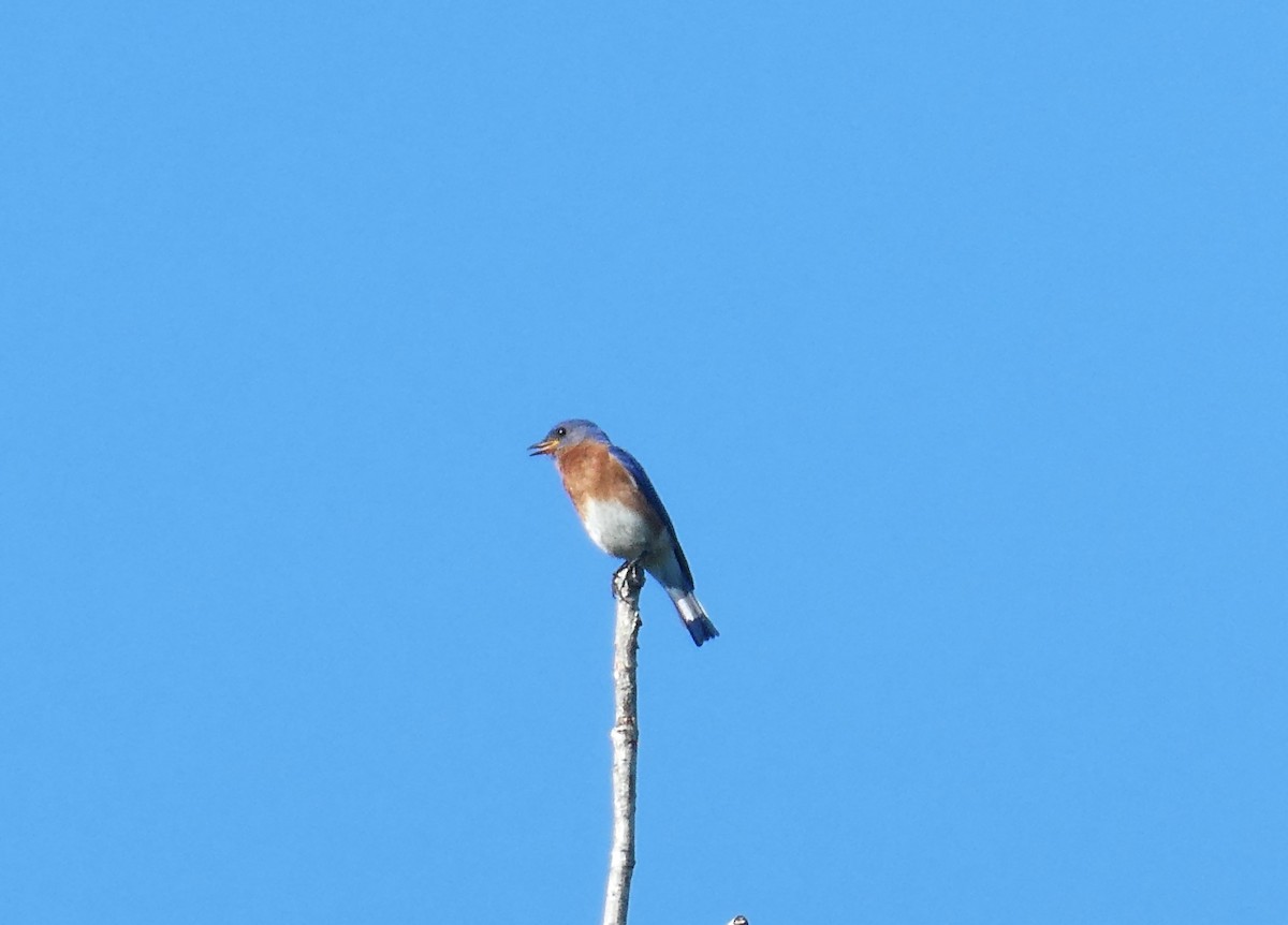 Eastern Bluebird - Kristine Hoffman