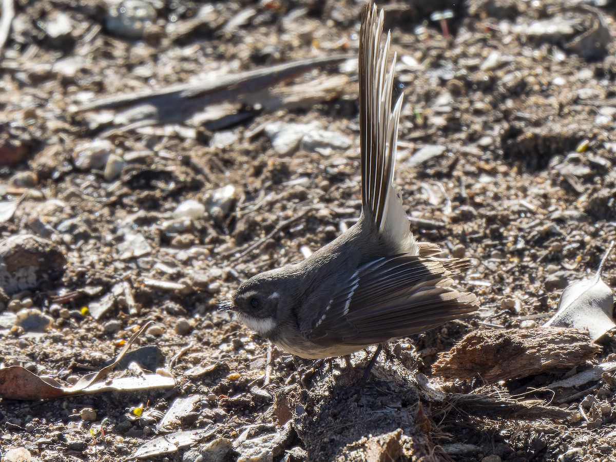 Gray Fantail - ML620602540