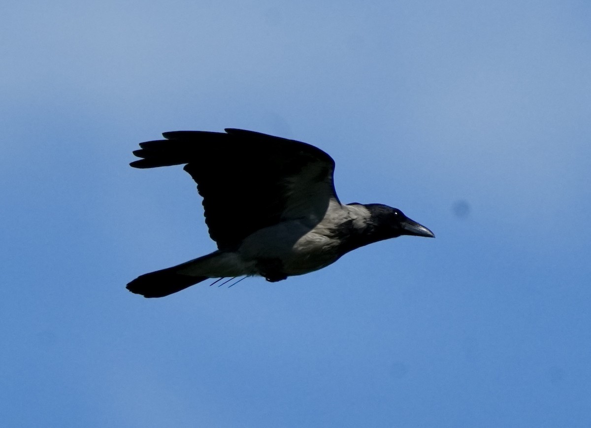 Hooded Crow - ML620602542