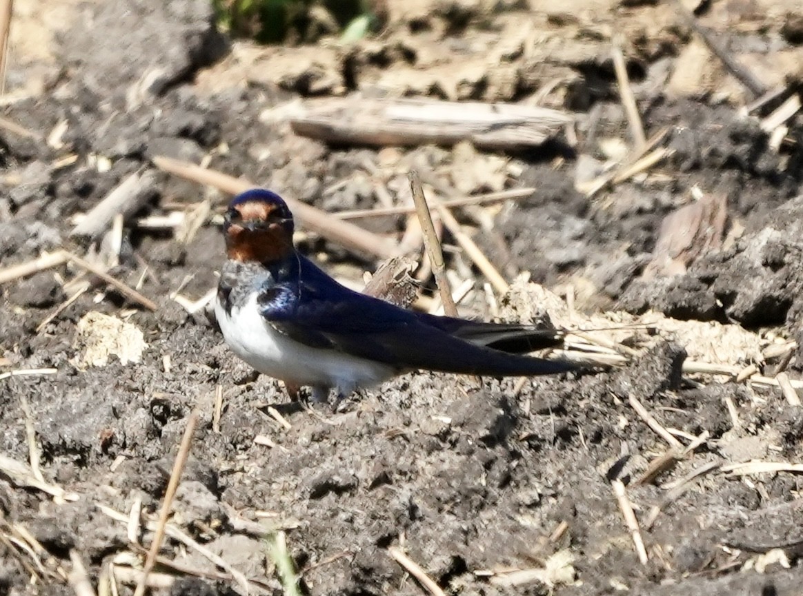 Barn Swallow - ML620602545