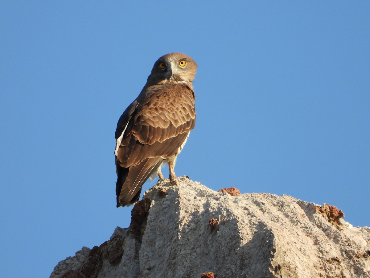 Short-toed Snake-Eagle - ML620602549