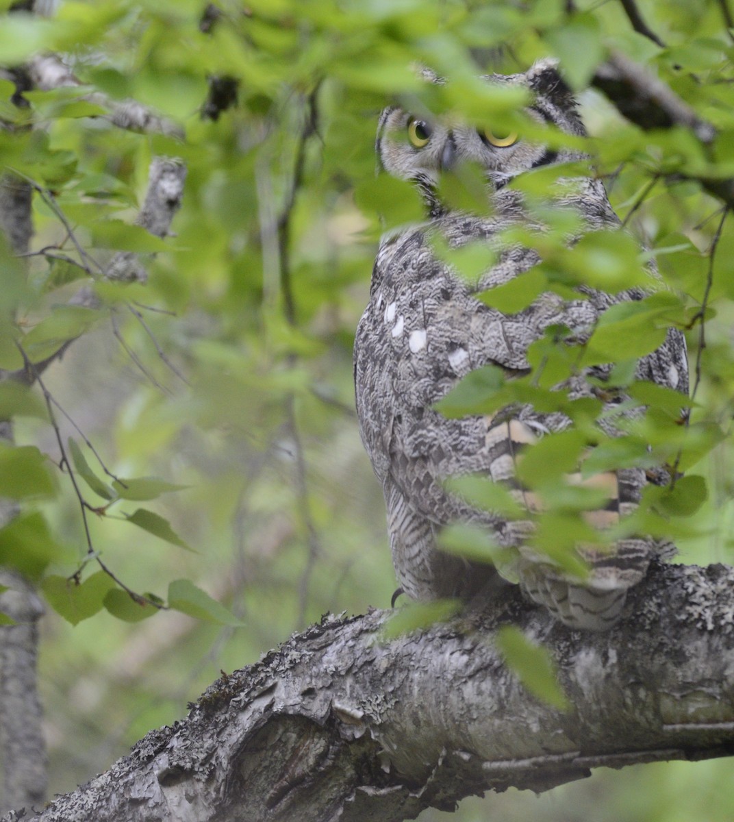 Great Horned Owl - ML620602550