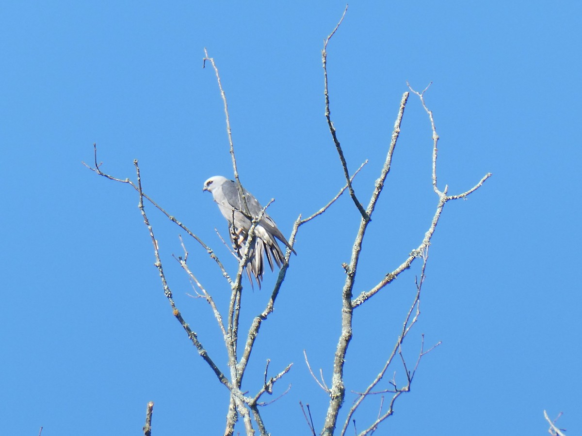 Mississippi Kite - ML620602554