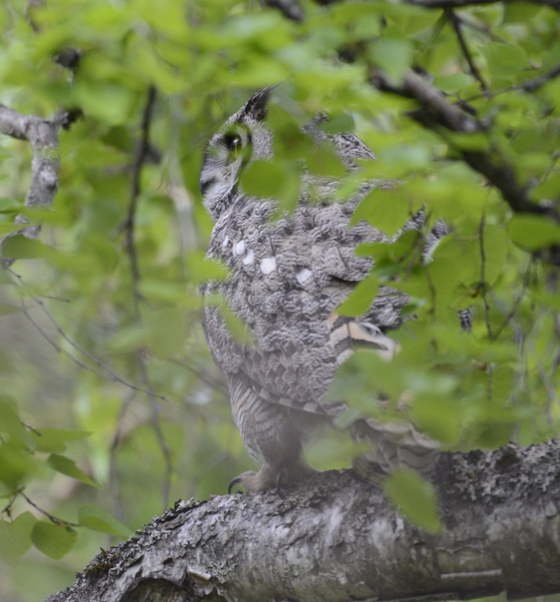 Great Horned Owl - ML620602557