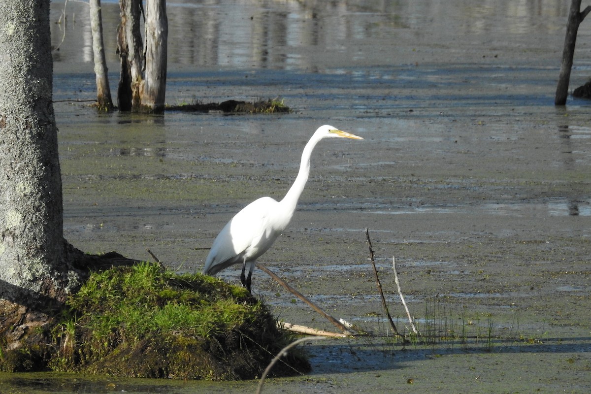 Great Egret - ML620602558