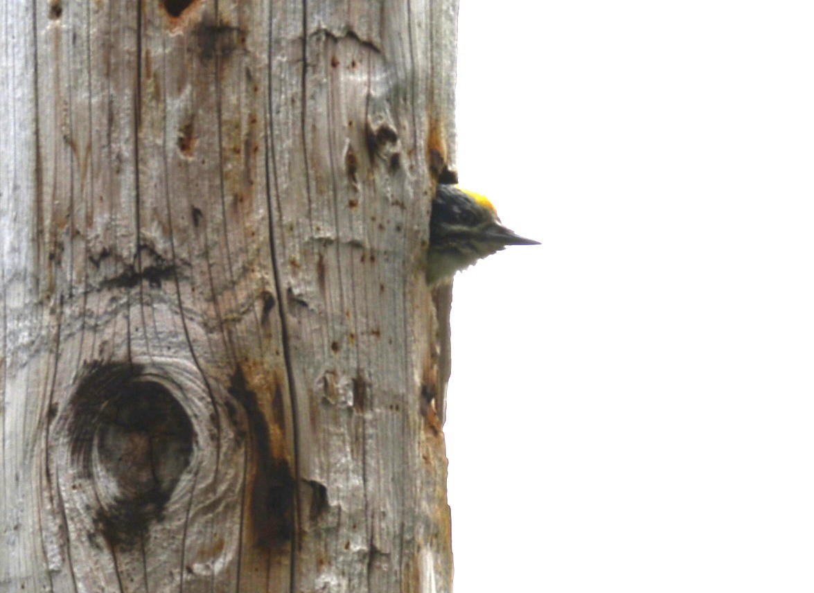 American Three-toed Woodpecker (Northwest) - ML620602562