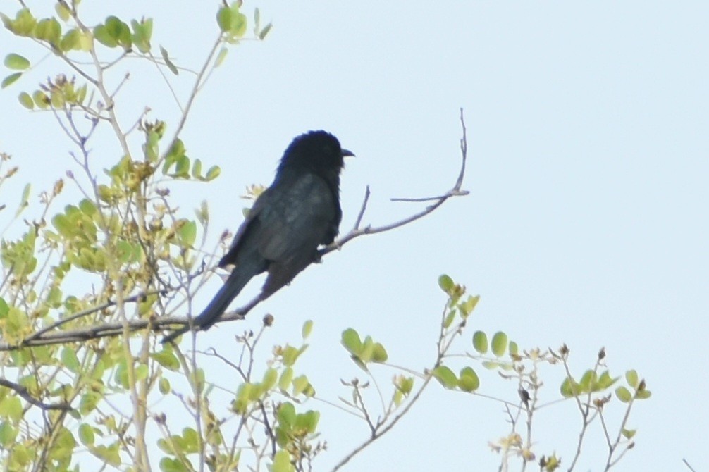 Cuclillo Drongo Coliahorquillado - ML620602564