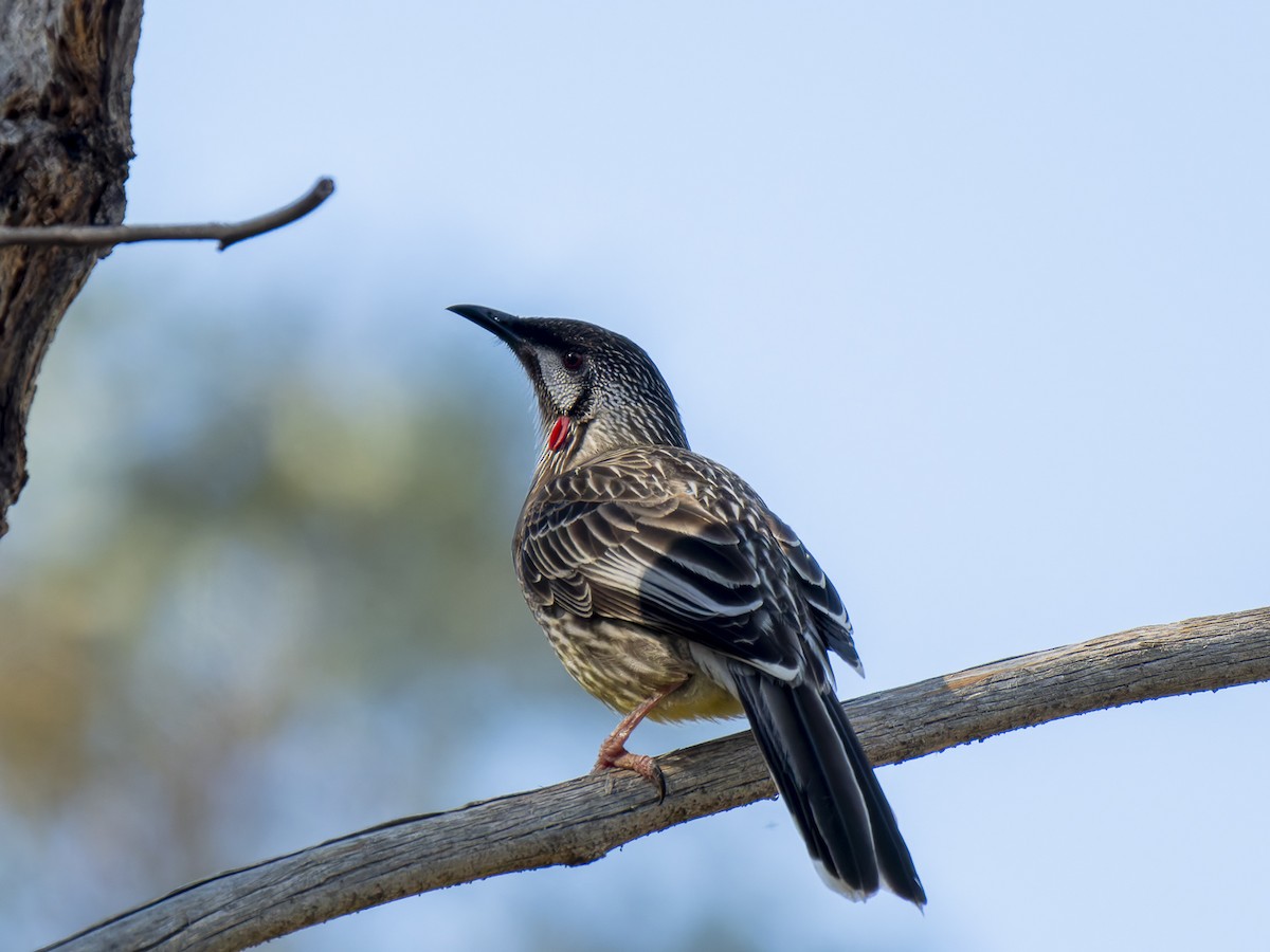 Red Wattlebird - ML620602565