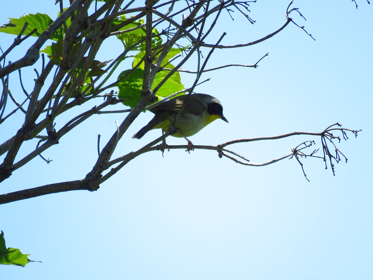 Common Yellowthroat - ML620602566