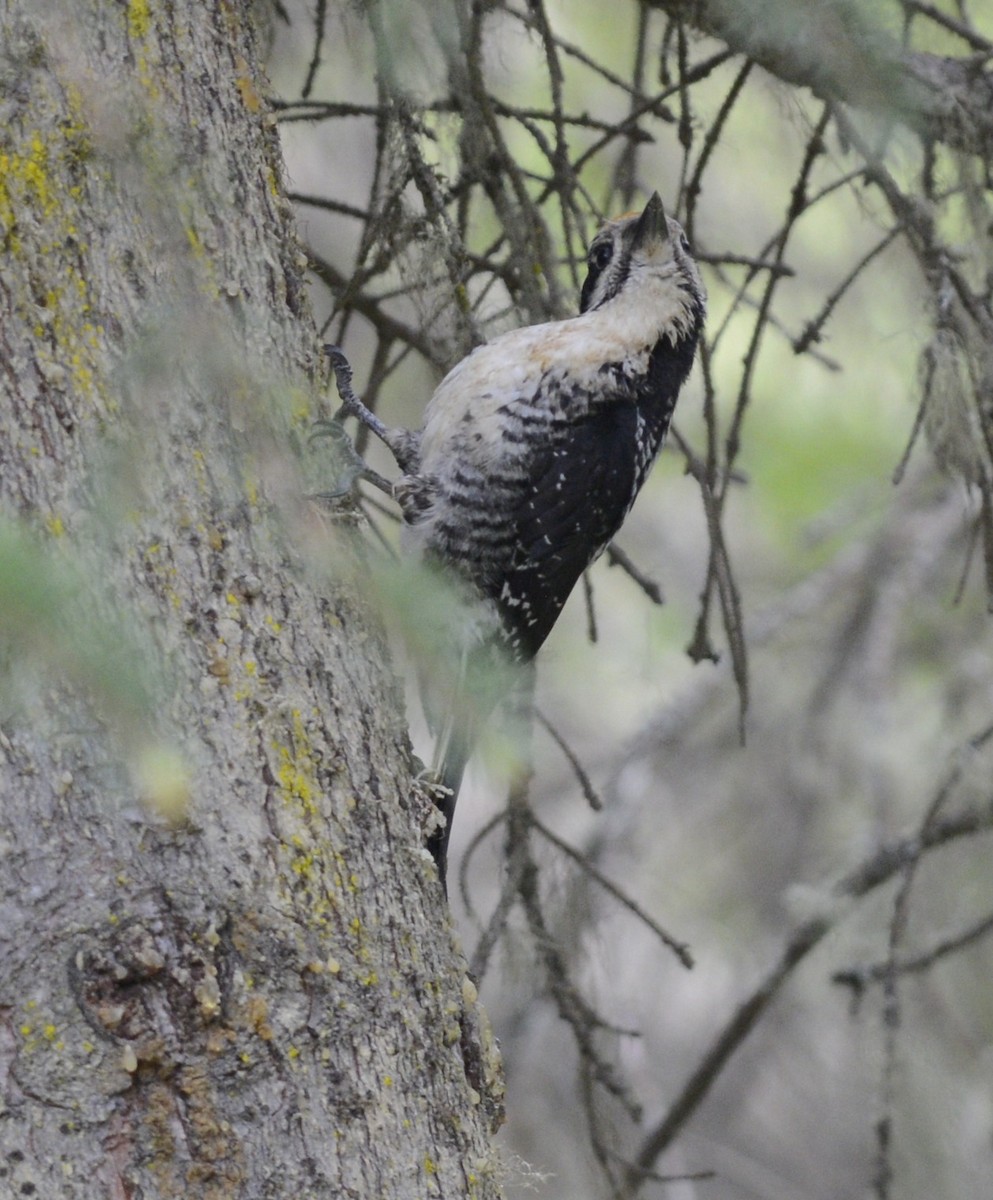 American Three-toed Woodpecker (Northwest) - ML620602570