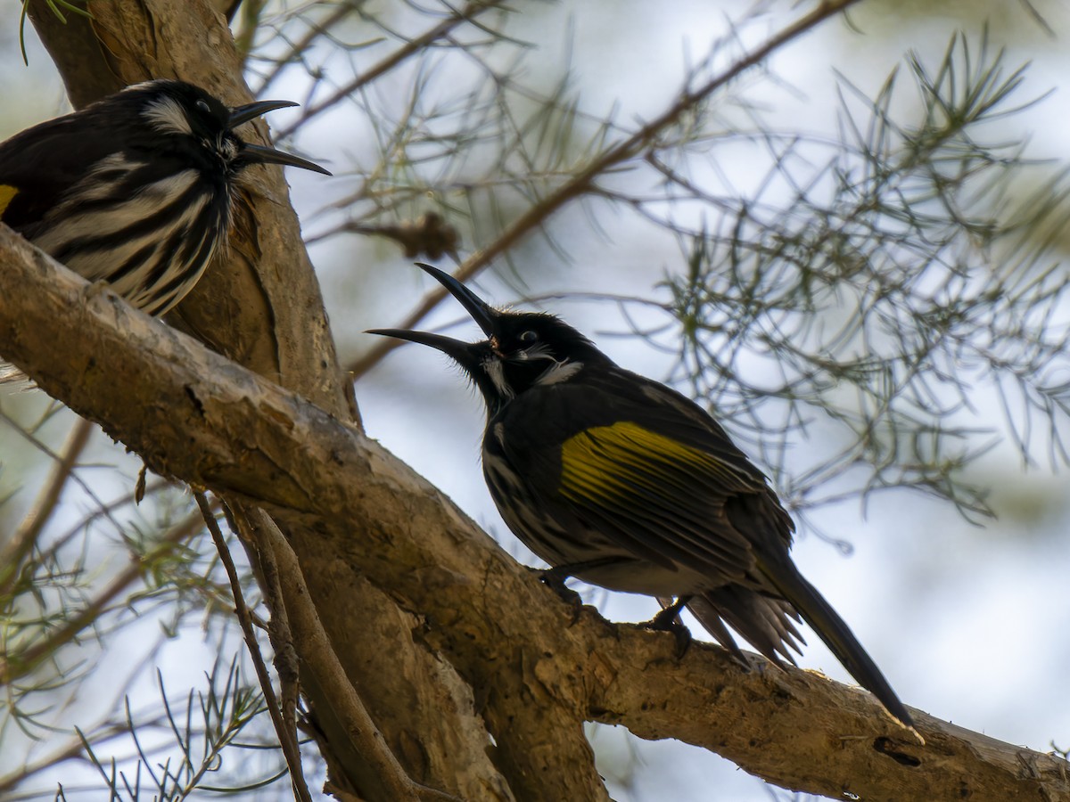 New Holland Honeyeater - ML620602583