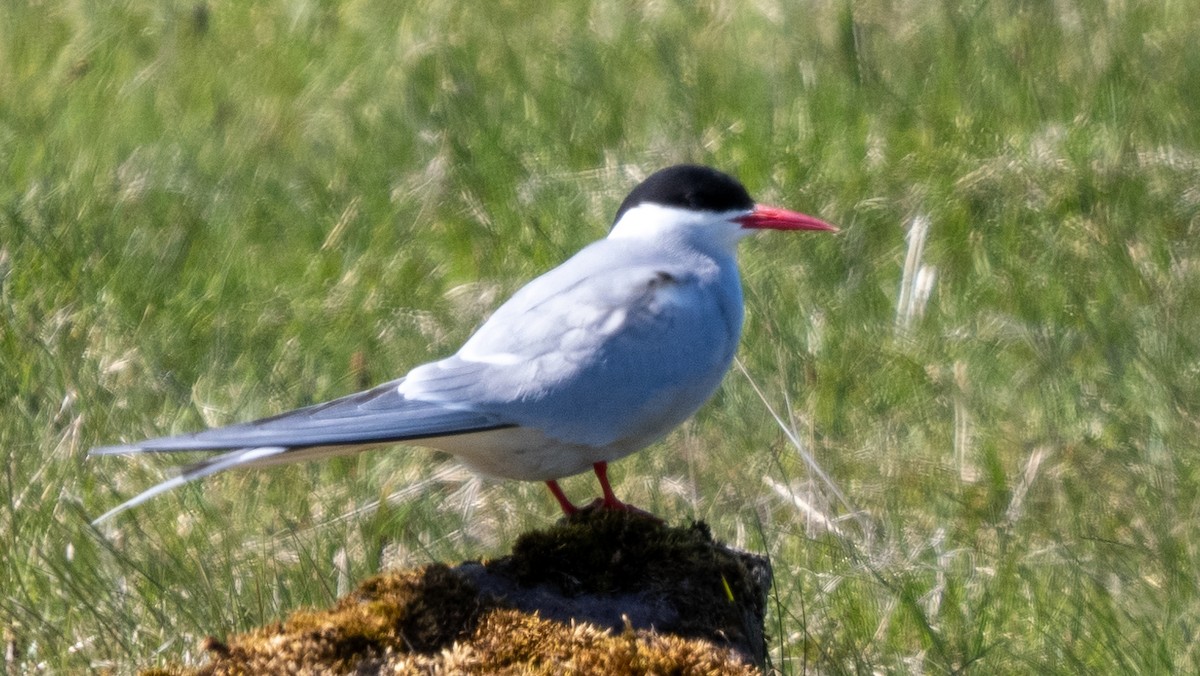 Arctic Tern - Steve McInnis