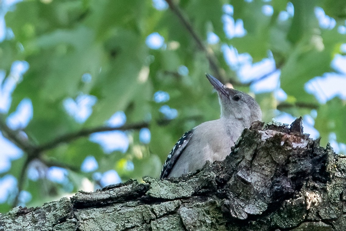 Red-bellied Woodpecker - ML620602589