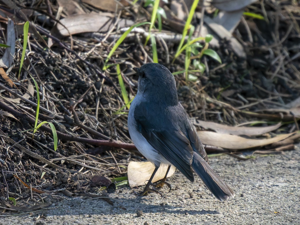 White-breasted Robin - ML620602591