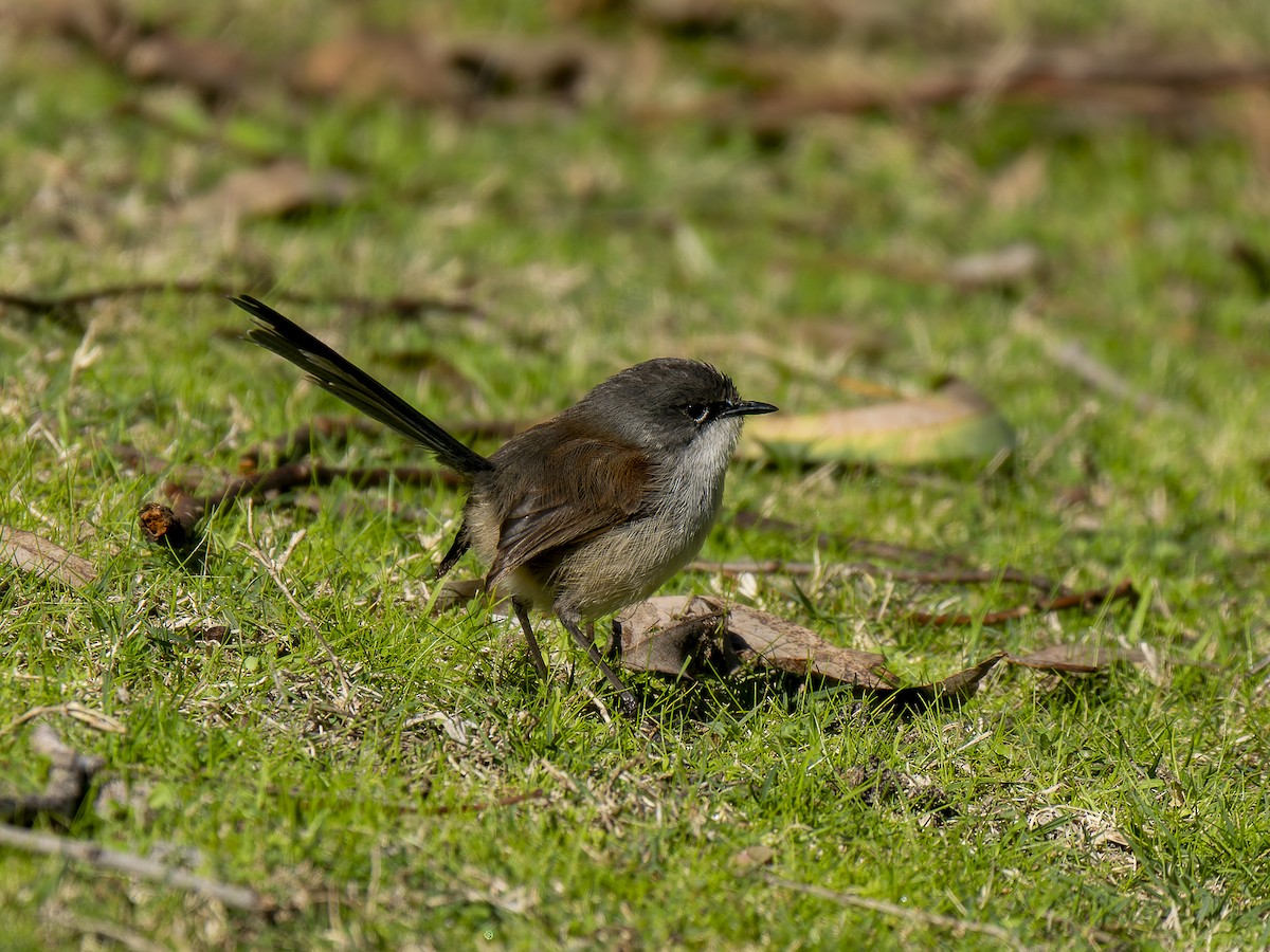 Red-winged Fairywren - Ed Rice