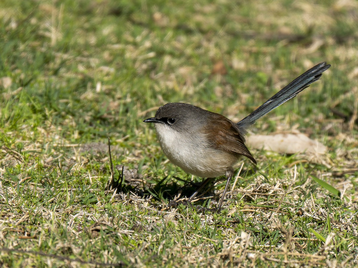 Red-winged Fairywren - ML620602599