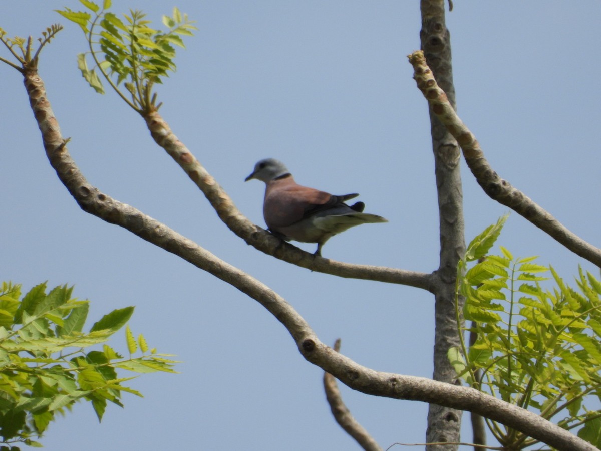 Red Collared-Dove - ML620602601