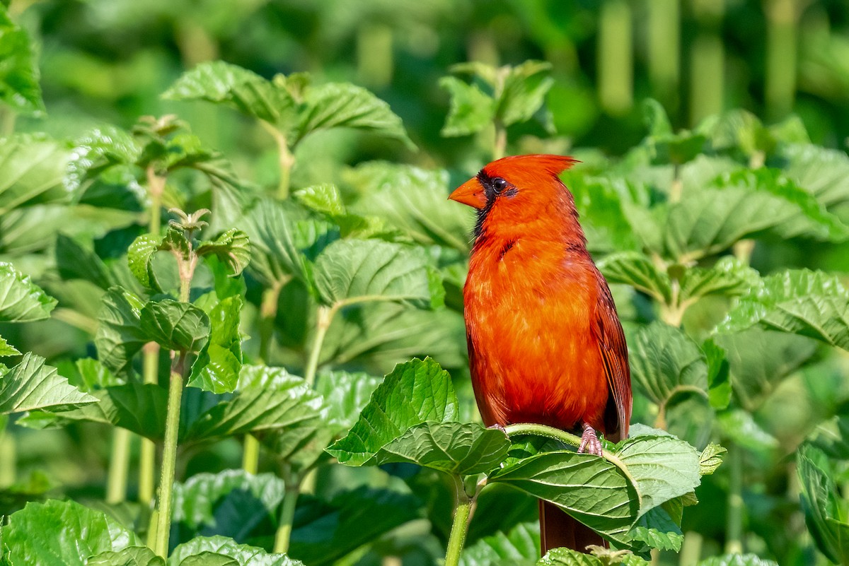 Cardinal rouge - ML620602602