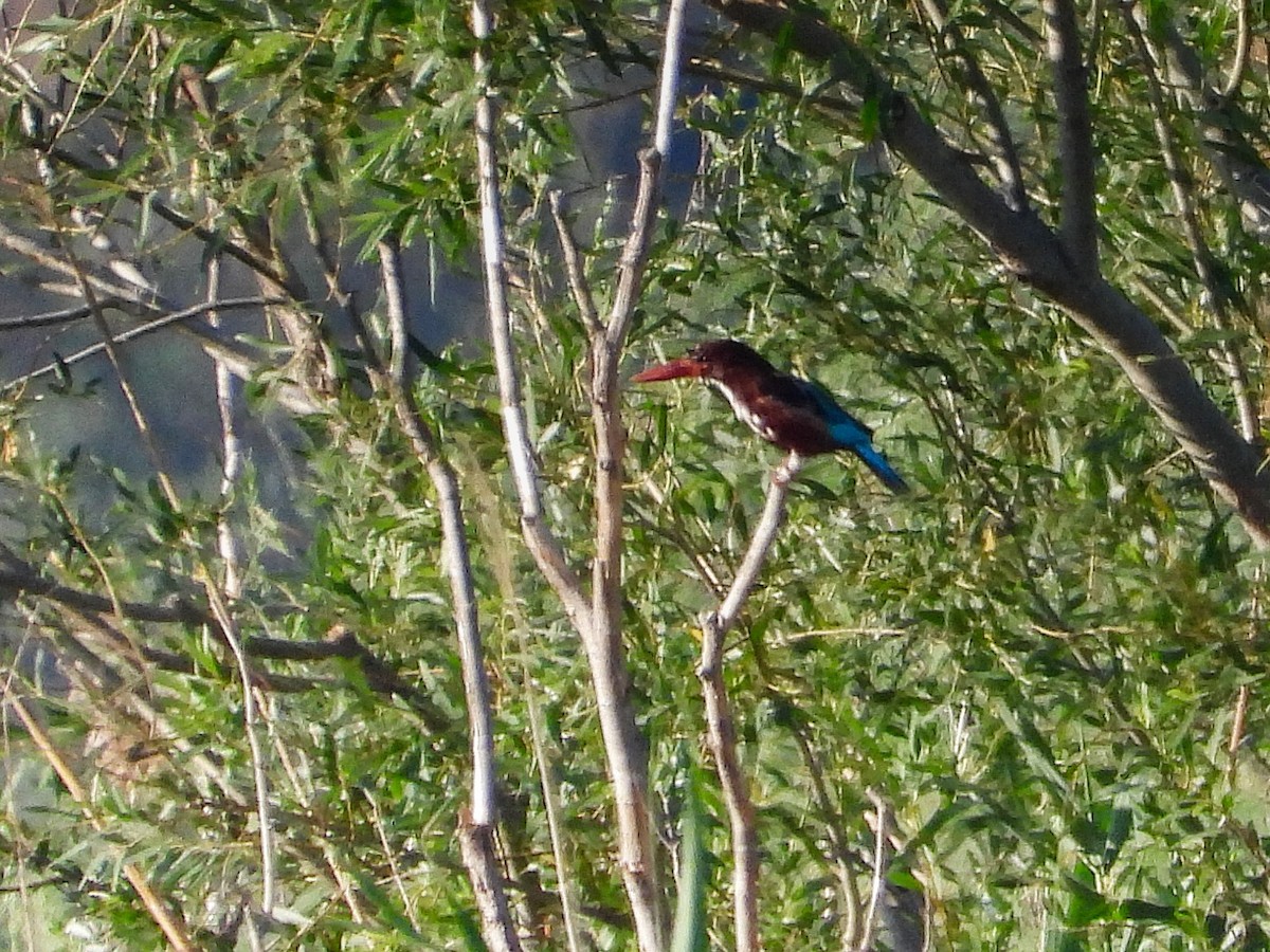 White-throated Kingfisher - ML620602604