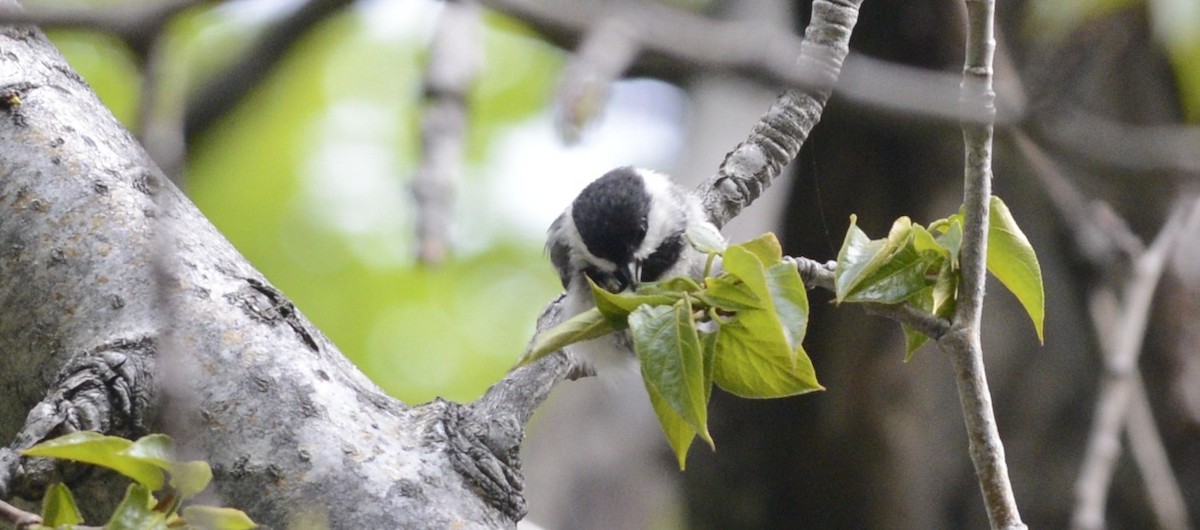 Black-capped Chickadee - Spencer Vanderhoof