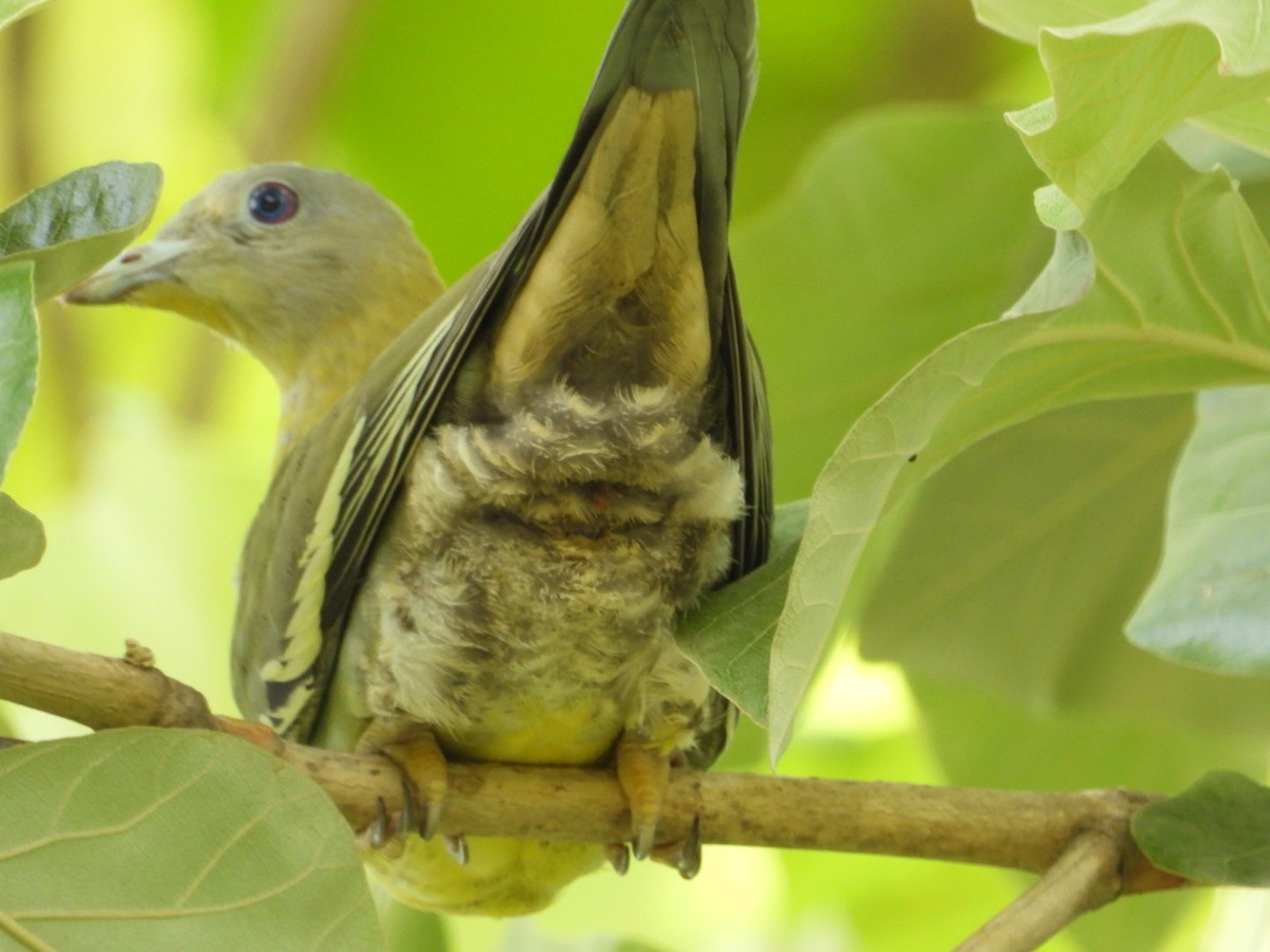 Yellow-footed Green-Pigeon - VANDANA MOON