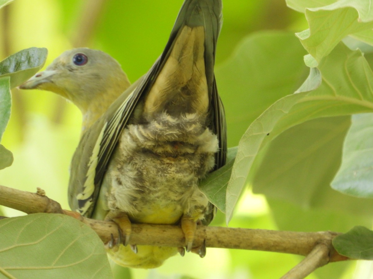 Yellow-footed Green-Pigeon - ML620602611