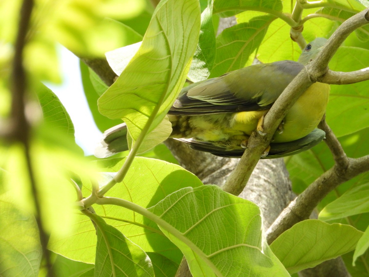 Yellow-footed Green-Pigeon - ML620602612