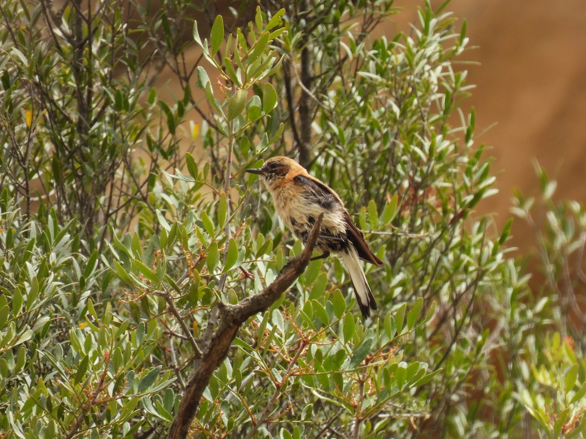 Western Black-eared Wheatear - ML620602614