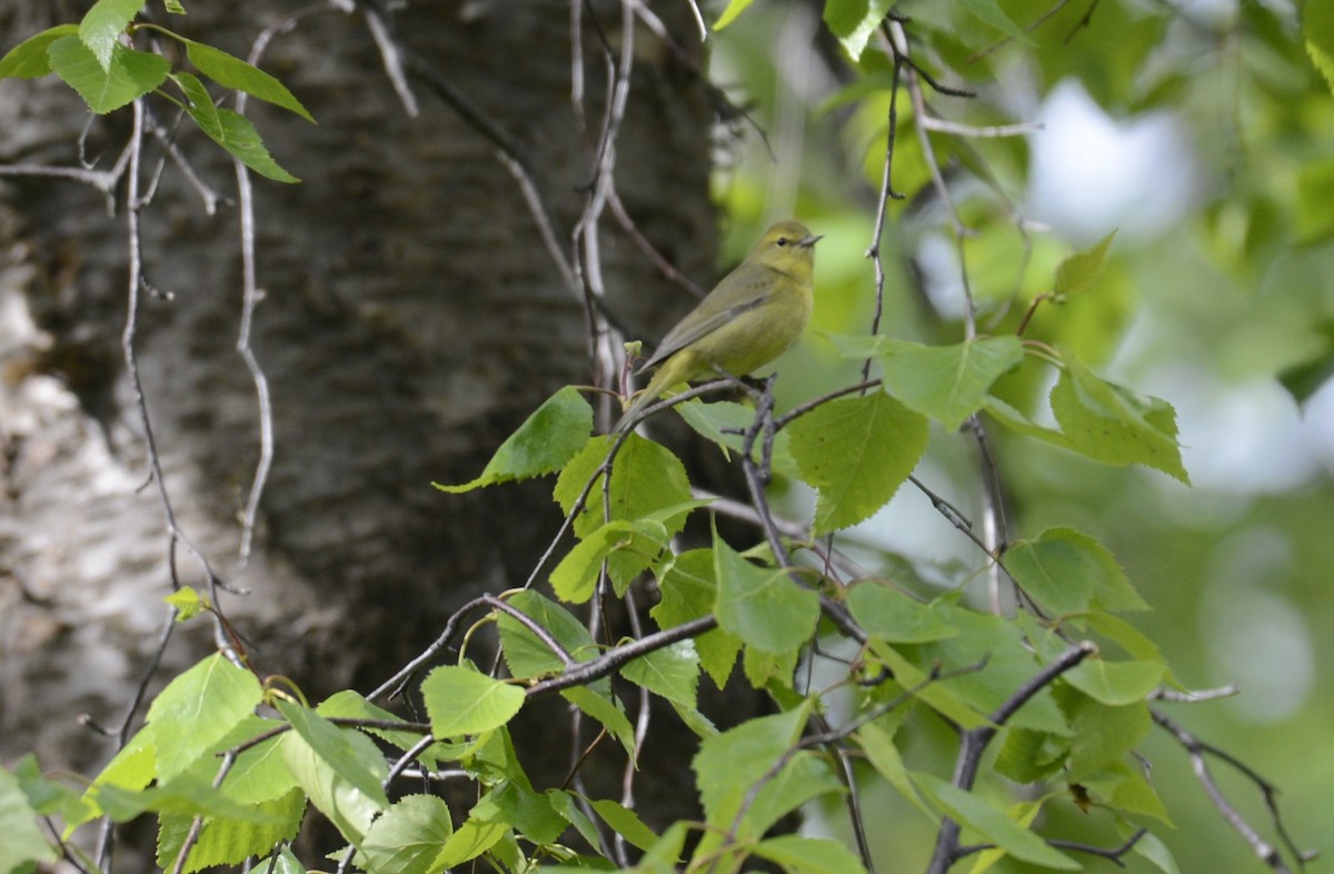 Orange-crowned Warbler - ML620602616