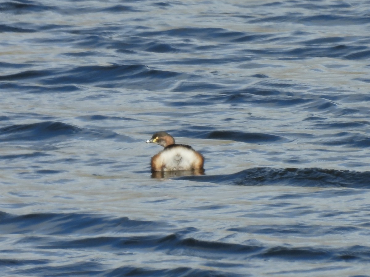 Australasian Grebe - ML620602617