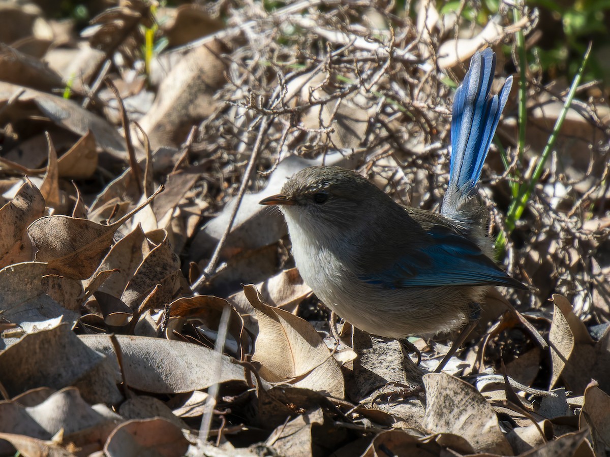 Splendid Fairywren - ML620602619