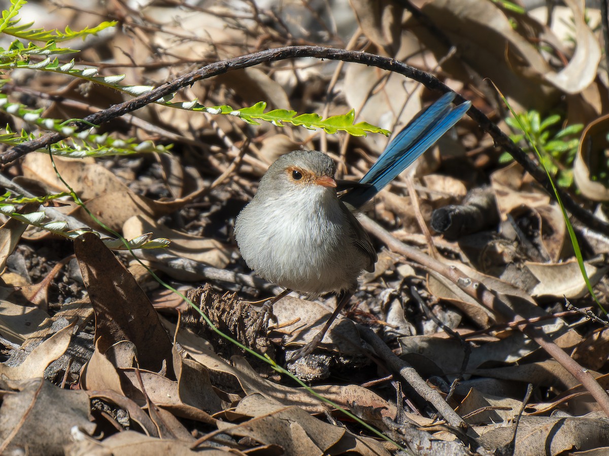 Splendid Fairywren - ML620602620