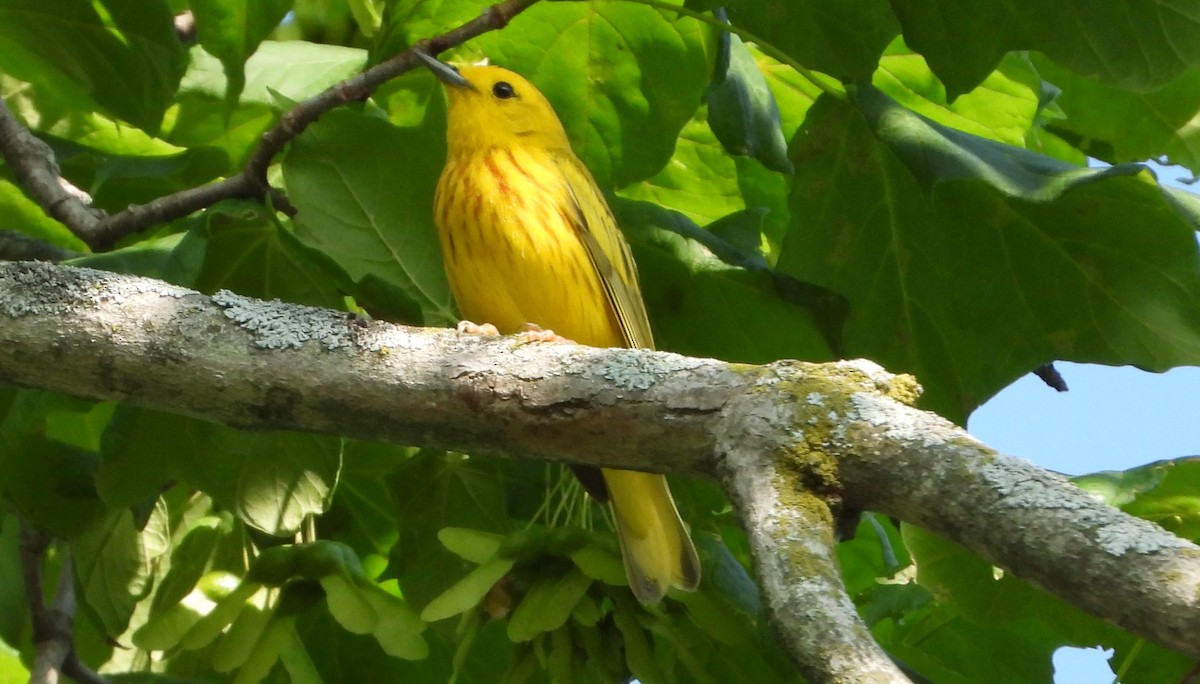 Yellow Warbler - ML620602622