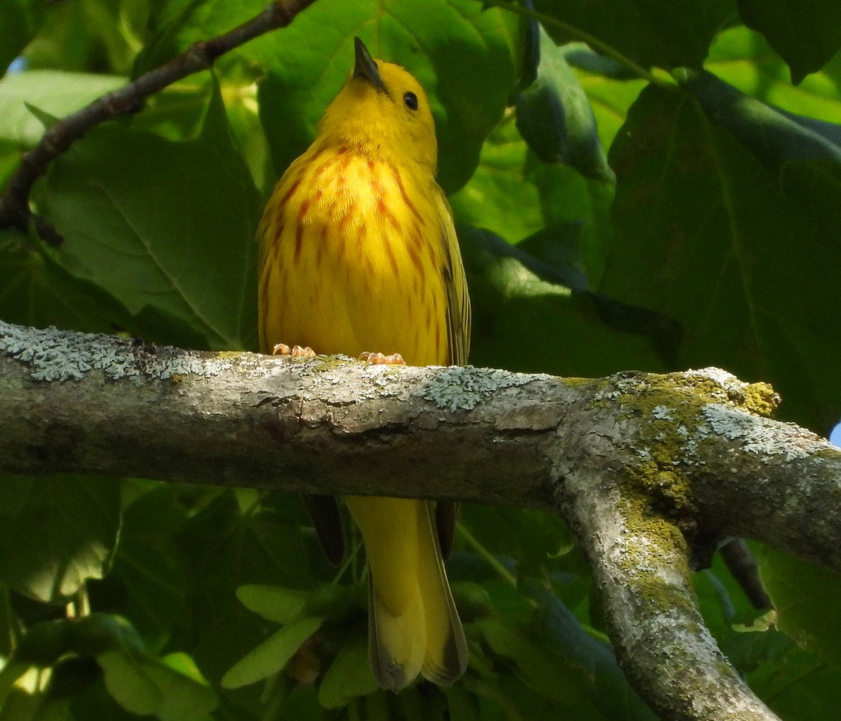 Paruline jaune - ML620602623