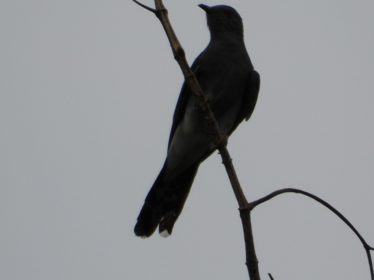 Gray-bellied Cuckoo - ML620602625