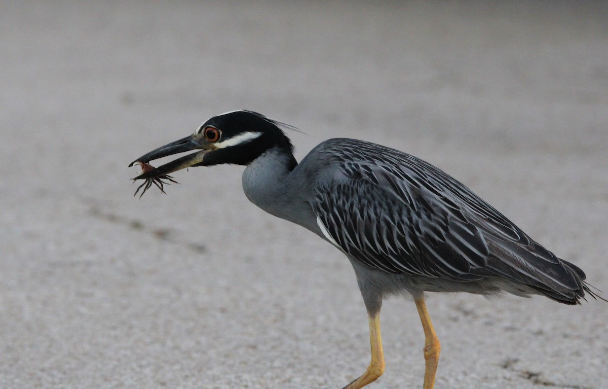 Yellow-crowned Night Heron - ML620602627