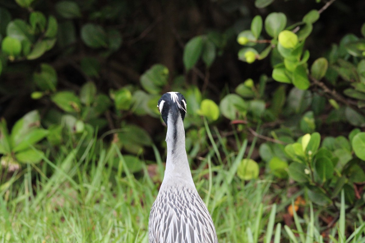 Yellow-crowned Night Heron - ML620602628